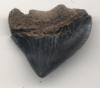 Crow Shark Tooth